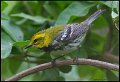 _6SB1305 black-throated green warbler